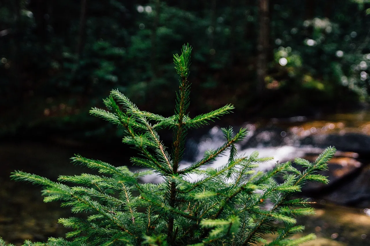 Image: Max Pixel, Shoot Fresh Forest Sprout Young Fir Tree Tree, Creative Commons Zero - CC0 Public Domain