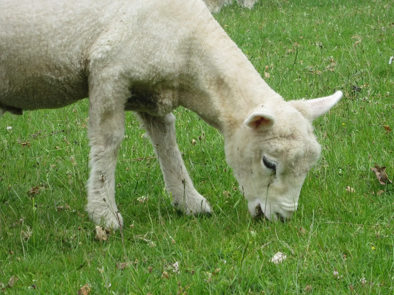 Image: MaxPixel, Lamb eating, CC0 Public Domain