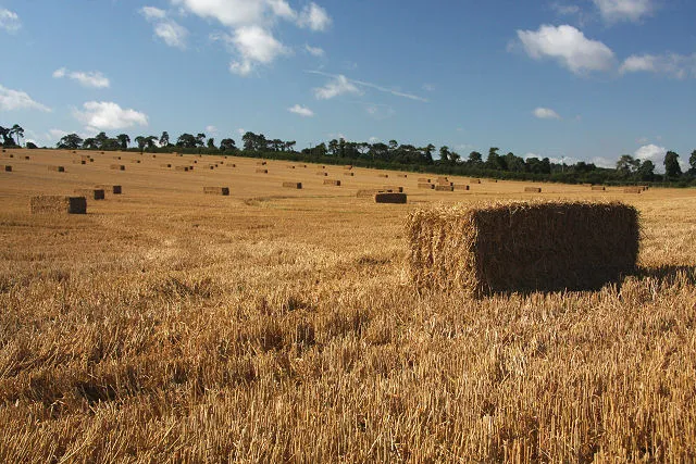 Image: Bob Jones, Harvested wheat field, Geograph, Creative Commons Attribution-ShareAlike 2.0 Generic