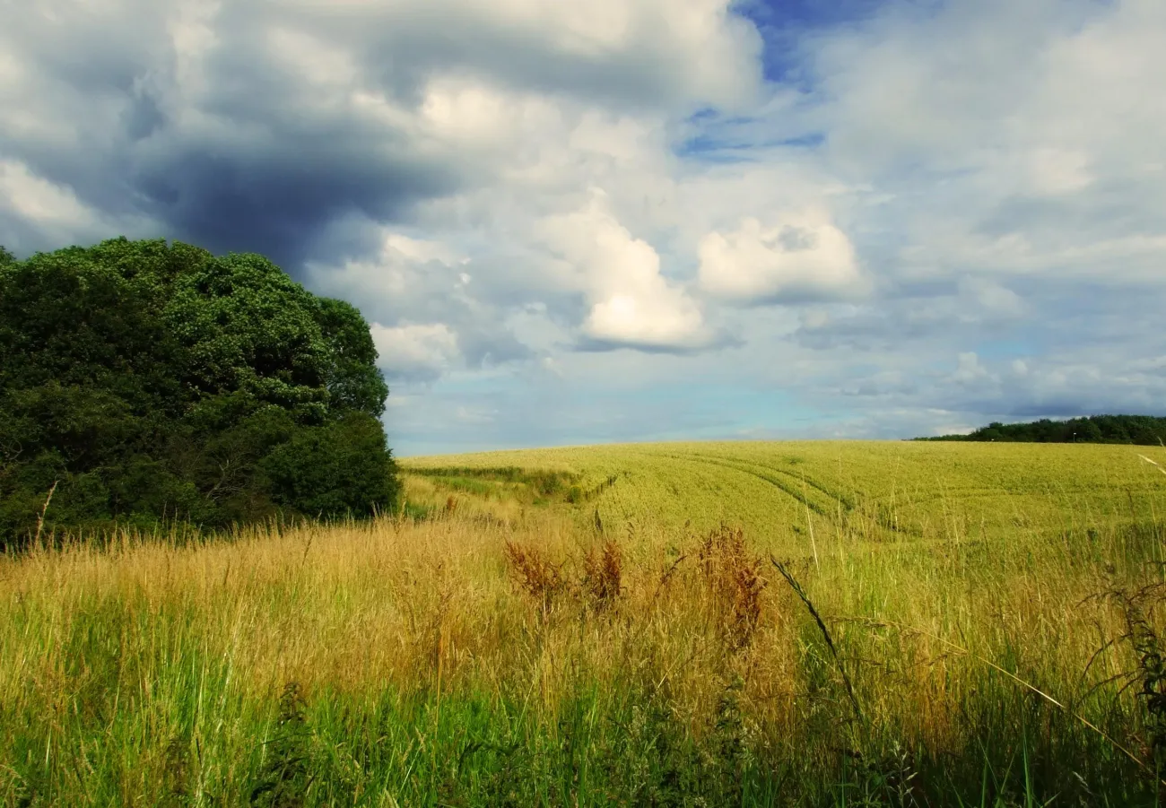 Photo: domwlive, Lushes Fields, flickr, CC BY-ND 2.0