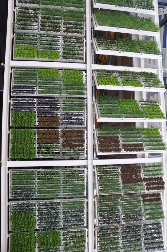 Photo: IIP Campaigns and Initiatives, Vertical Farm, flickr, CC BY-SA 2.0