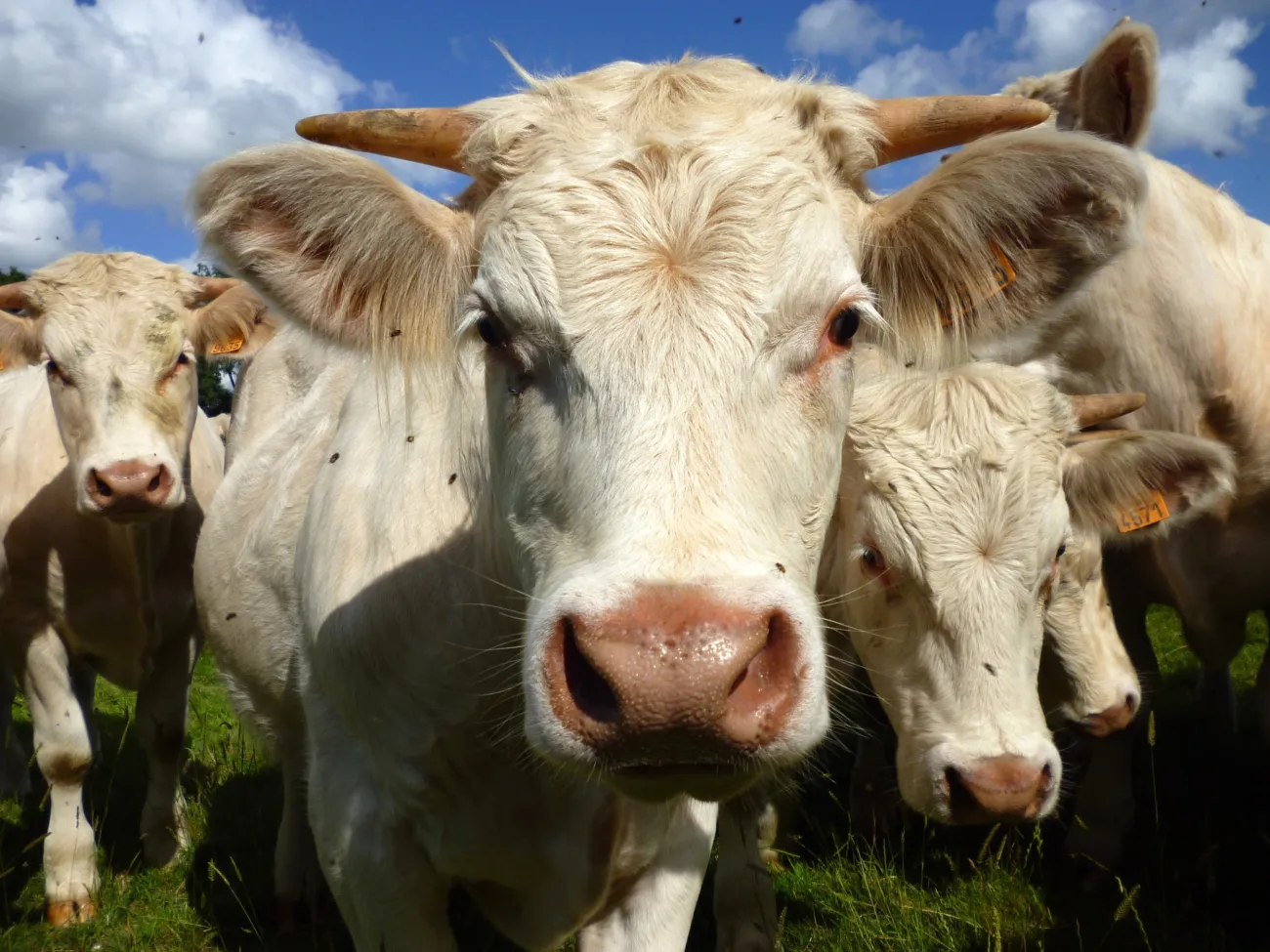 Photo: Stanze, Young male Charolais cattle, Flickr, CC by 2.0 
