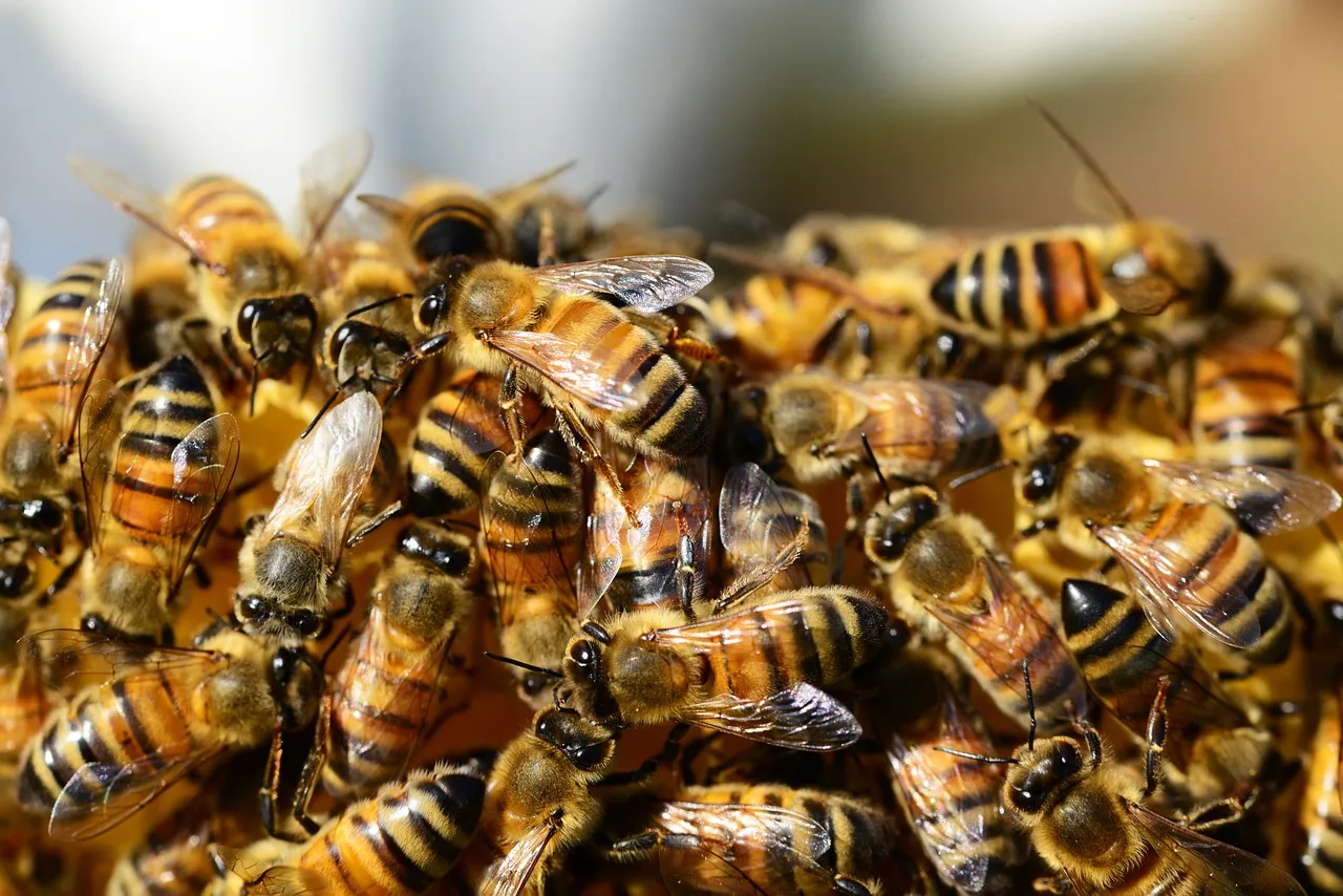 Image: PollyDot, Honey bees beehive, Pixabay, CC0 Creative Commons