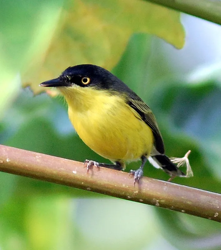 Image: Dario Sanches, Todirostrum cinereum, Wikimedia Commons, Creative Commons Attribution-Share Alike 2.0 Generic