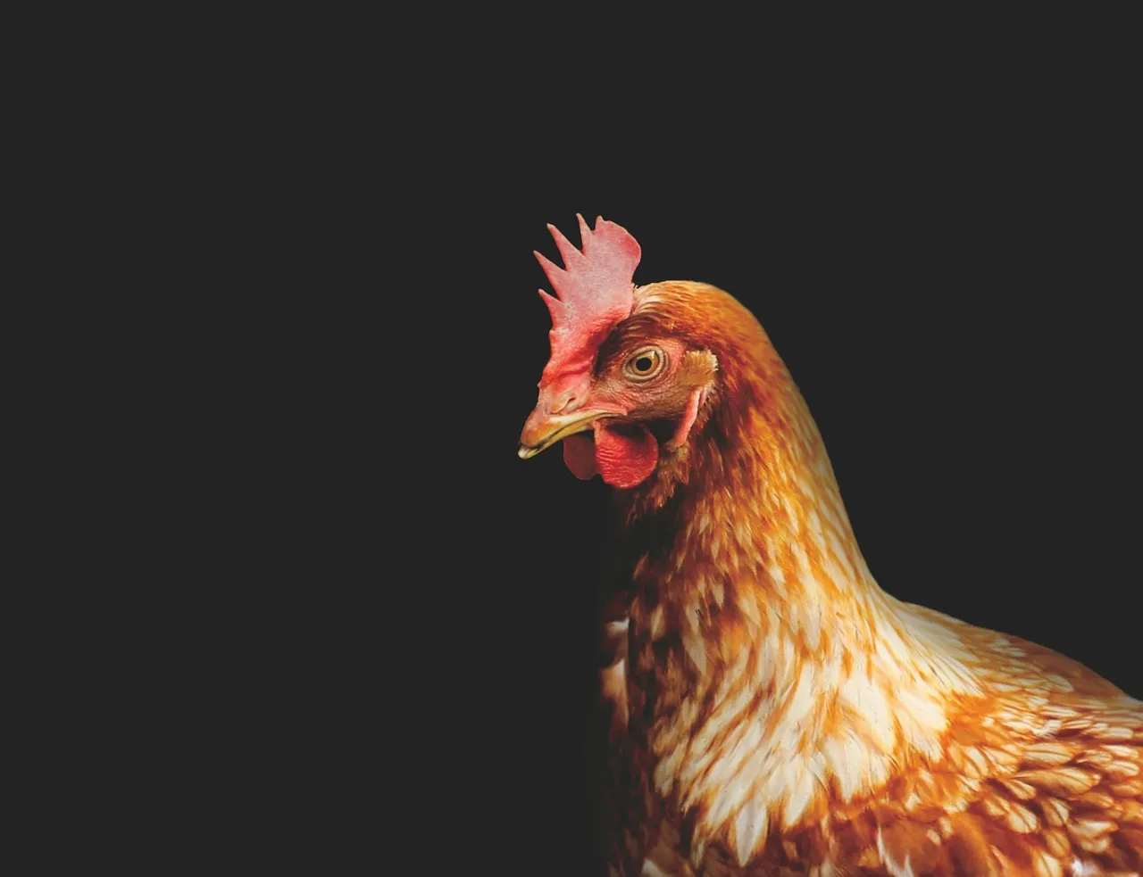 Image: Waldo93, pollo gallina pollame, Pixabay, Pixabay License