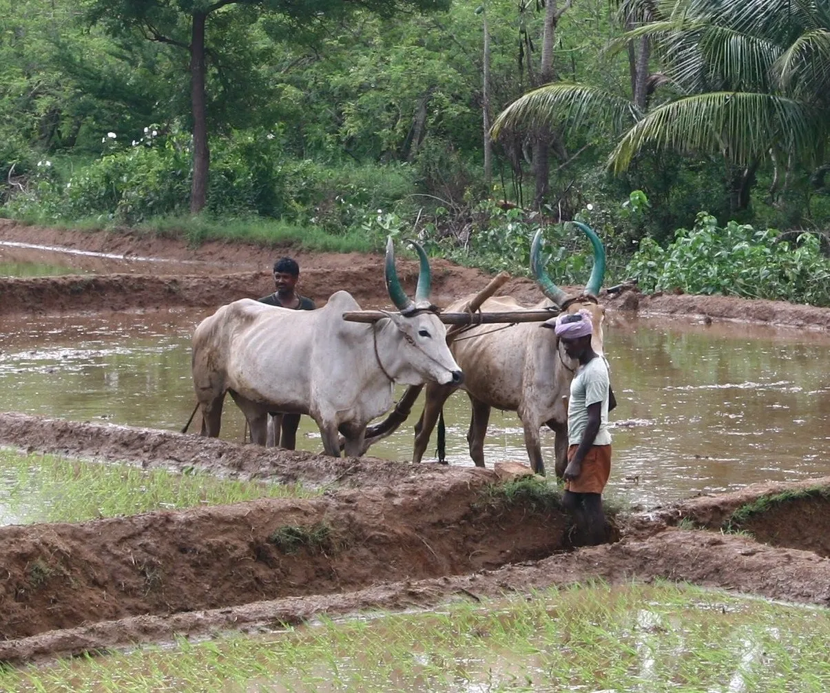 Image: Sonja Pieper, Ploughing a rice field in South India, Wikimedia Commons, Creative Commons Attribution-Share Alike 2.0 Generic