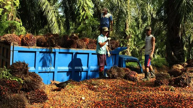 Photo credit: James Anderson, photo-oil-palm-fruit-original, Flickr, Creative Commons licence 2.0