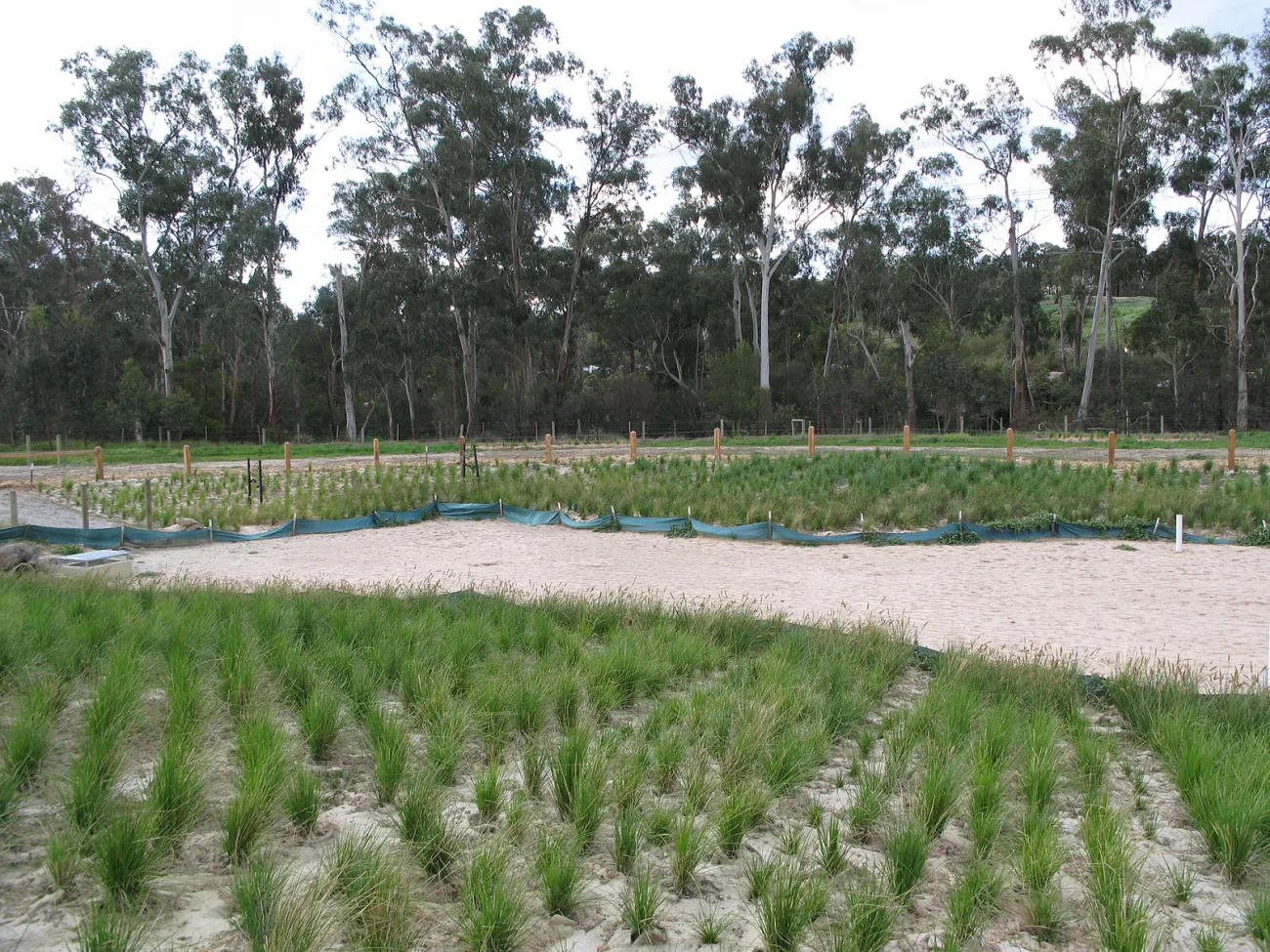Image: Nick Carson, Wetland restoration in Australia, Wikimedia Commons, Public Domain
