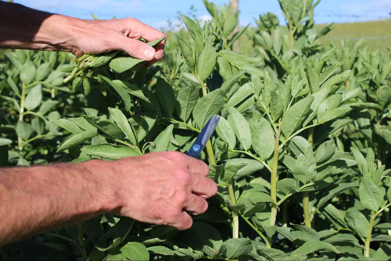 Image: Local Food Initiative, Topping broad bean plants, Flickr, Creative Commons Attribution 2.0 Generic