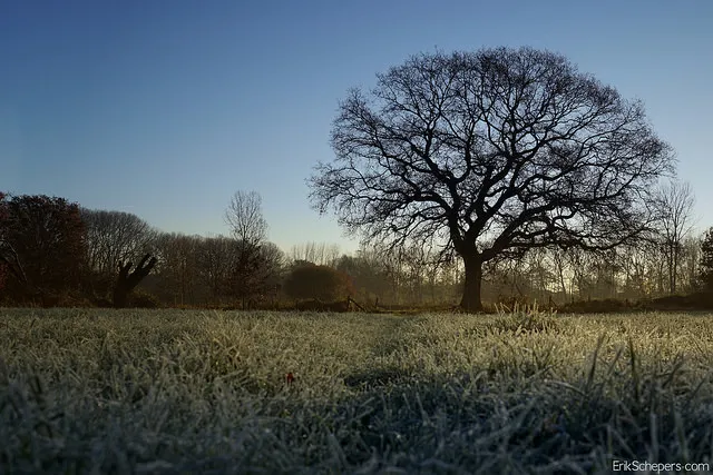 Image: Eric Schepers, Tree, Flickr, Creative Commons licence 2.0
