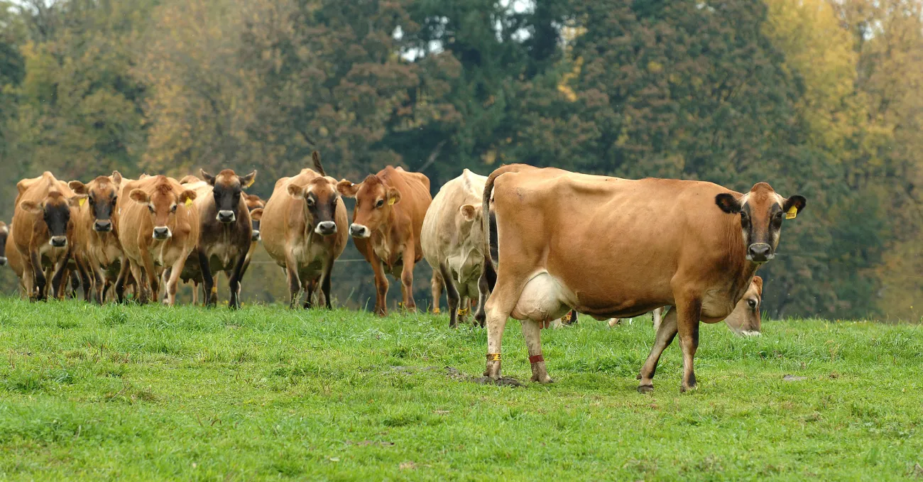Photo: Oregon State University, Oregon dairy cows, Flickr, Creative Commons License 2.0 generic.
