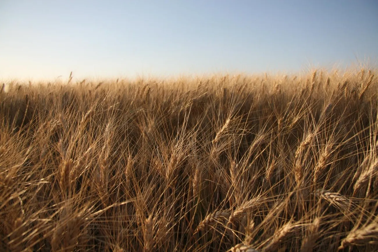 Photo: SupportPDX, Crops, Flickr, CC BY 2.0