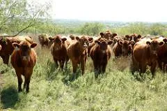 Photo: Holistic Management, Mob grazing, Flickr, Creative Commons License 2.0