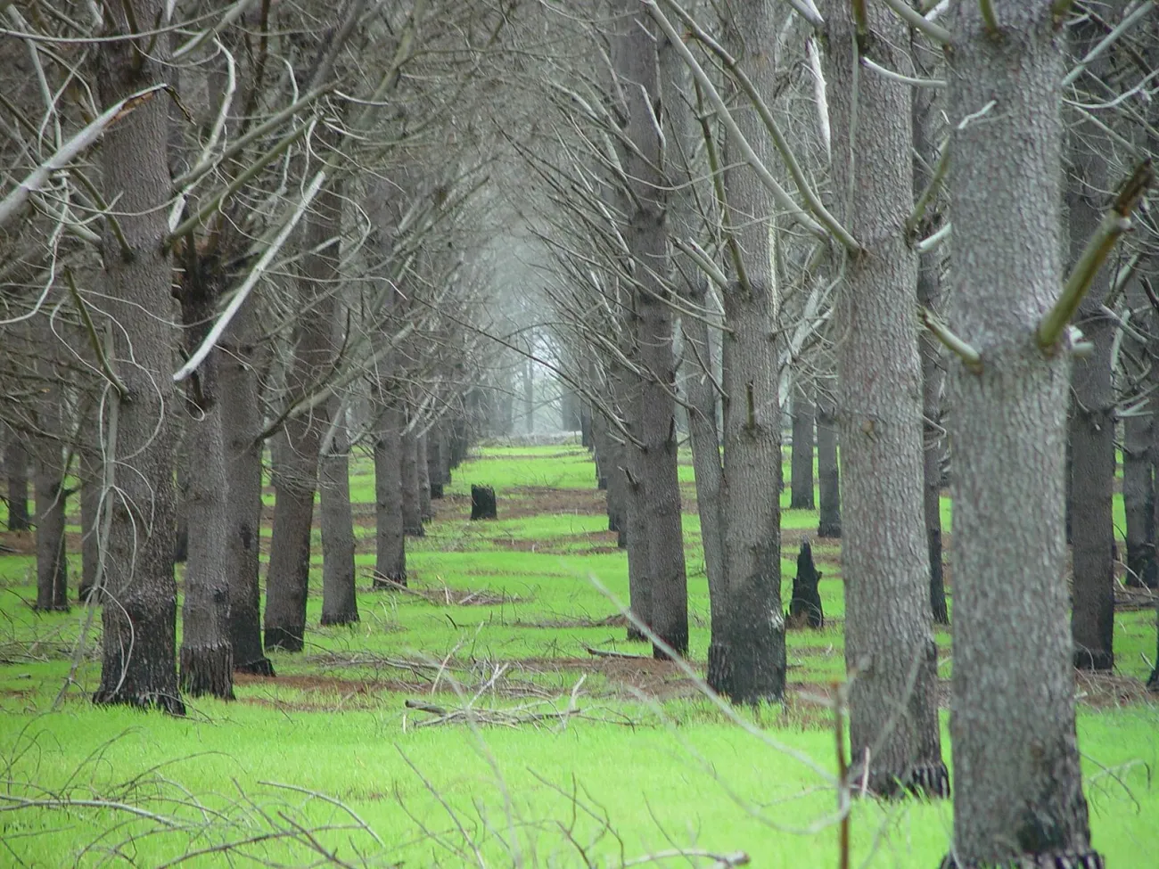 Image: Leon Brooks, Pina plantation, Wikimedia Commons, Public domain