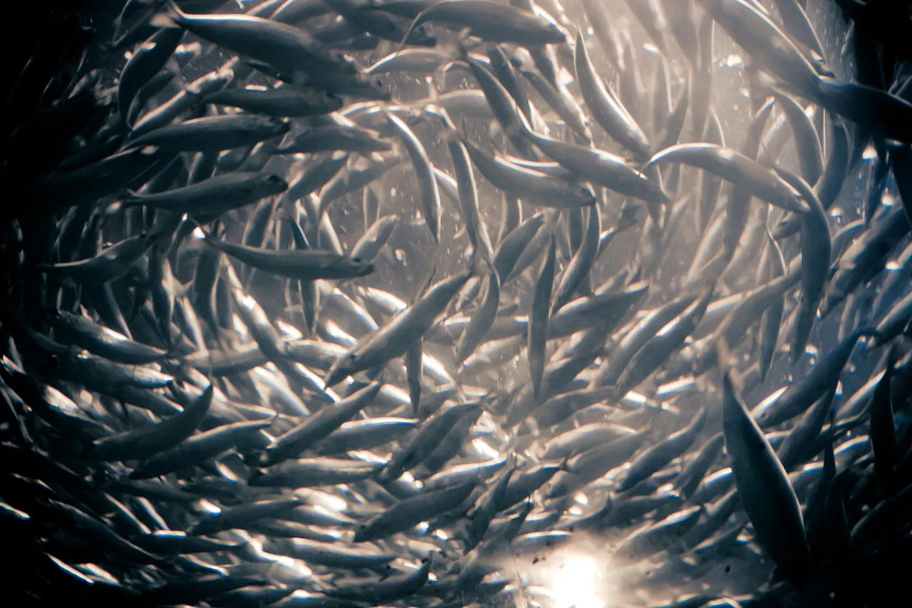 Image: Cliff, Swirling schools of Anchovies, Wikimedia Commons, Creative Commons Attribution 2.0 Generic