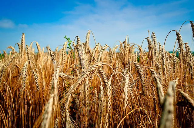 Image: Žarko Šušnjar, Among the fields of wheat, Flickr, Creative Commons Attribution-ShareAlike 2.0 Generic 