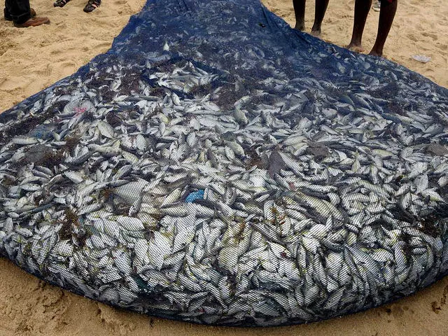 Image: David Stanley, Net full of fish, Flickr, Creative Commons Attribution 2.0 Generic