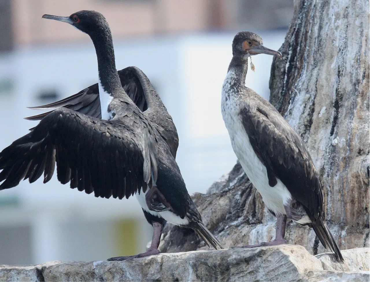 Image: TonyCastro, Guanay Cormorant, Wikimedia Commons, Creative Commons Attribution-Share Alike 4.0 International
