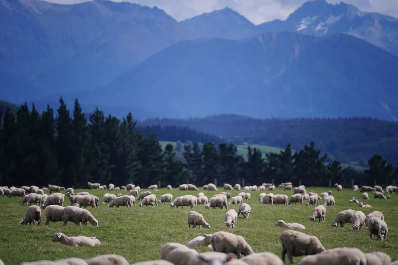 Image: trf57, Sheep New Zealand, Pixabay, CC0 Creative Commons