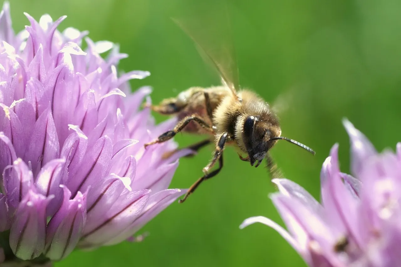 Image: skeeze, Honeybee flying insect, Pixabay, CC0 Creative Commons