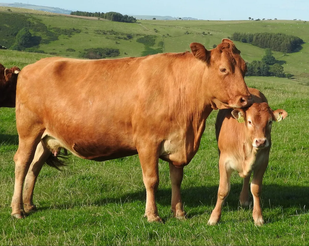 Image: Rob Mitchell, Cow and calf, Flickr, Public Domain