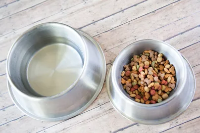 Figure 1: Photo Credit: Franchise Opportunities, a pet's food and water bowl, Flickr, Creative Commons License 2.0