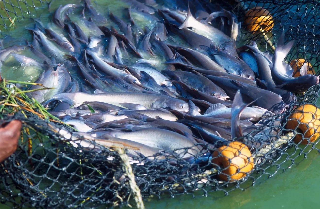 Image: skeeze, Fish Fresh Caught, Pixabay, Pixabay Licence