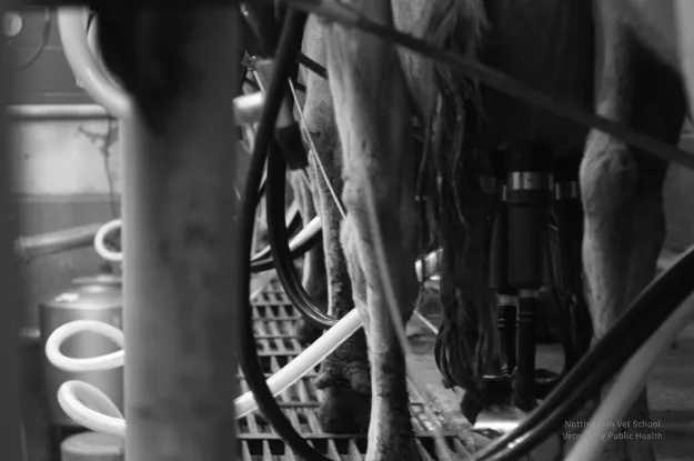 Animal efficiencies, welfare