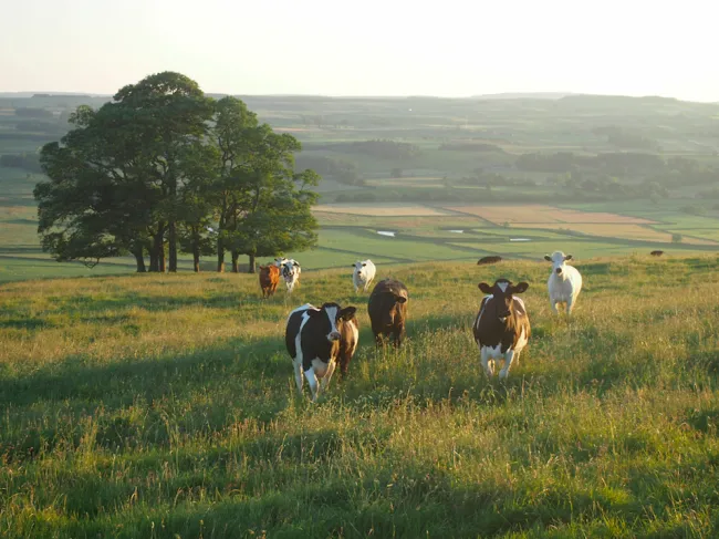 livestock and protein