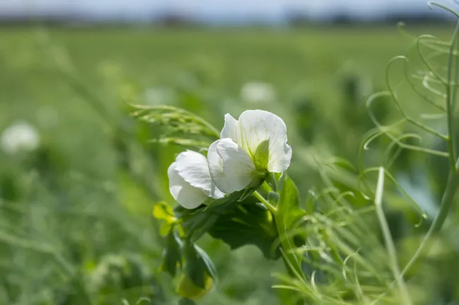 Image: Didgeman, Pea flower white, Pixabay, Pixabay Licence