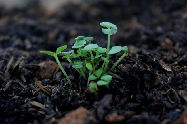 Image: Crusenho Agus Hennihuno, Close-up Photography of Green Plant, Pexels, Pexels Licence