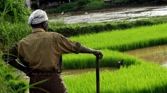Image: nandhukumar, Kerala food rice, Pixabay, Pixabay Licence