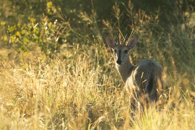 Image: Hans Veth, Common Grey Duiker, Unsplash, Unsplash Licence