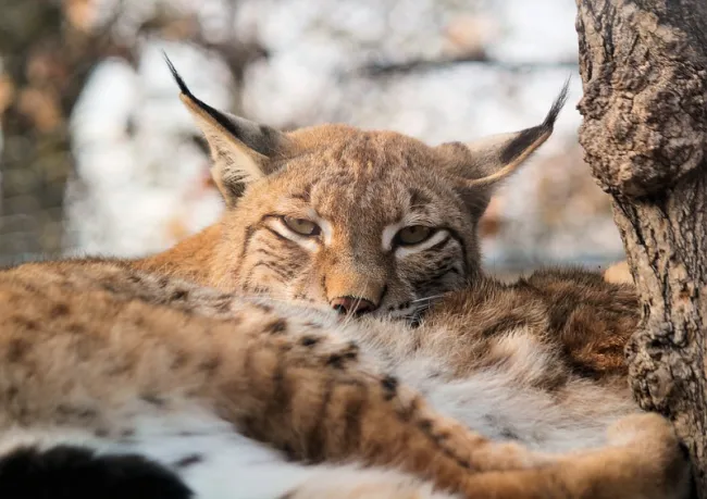 Image: veverkolog, Eurasian lynx, Pixabay, Pixabay Licence