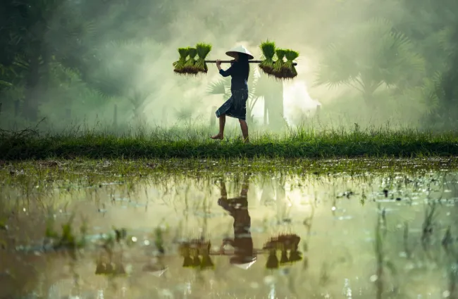 Image of farmer carrying rice seedlings through flooded fields. Source: Pixabay