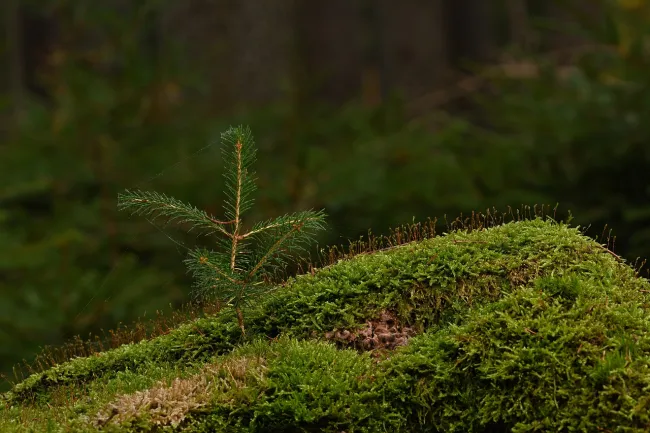 Image: jggrz, Forest moss sapling, Pixabay, Pixabay Licence