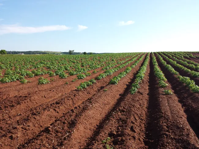 Image: meganelford0, Potato field crops, Pixabay, Pixabay Licence