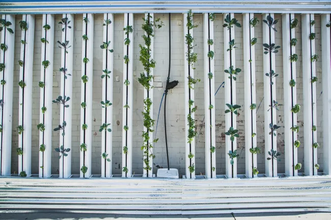 Image: BrightAgrotech, Hydroponics green wall, Pixabay, Pixabay Licence