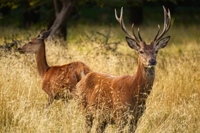 Image: rainhard2, Deer animals grass, Pixabay, Pixabay Licence
