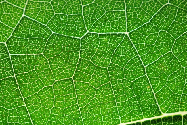 Image: hajninjah, Photosynthesis green color, Pixabay, Pixabay Licence