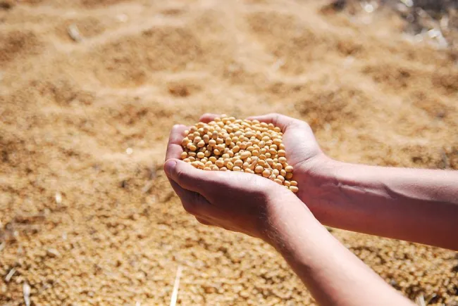 Image: 1737576, Soybean, Pixabay, Pixabay Licence