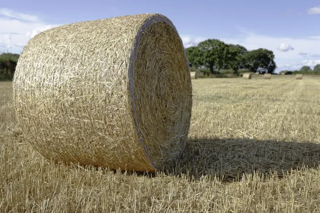 Image: 16124683, Agriculture bale countryside, Pixabay, Pixabay Licence