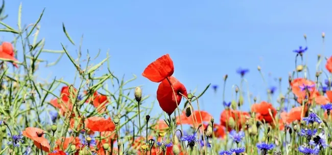 Wildflower meadow