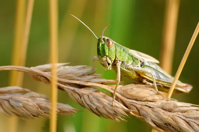 Image: christels, Desert locust insect, Pixabay, Pixabay Licence