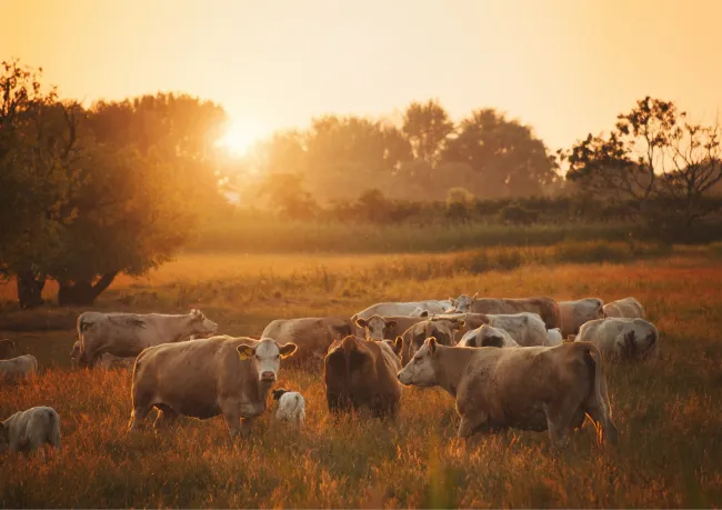 Cows in pasture