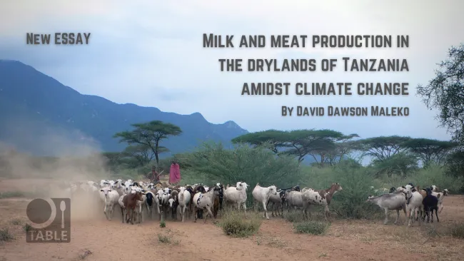 New essay: Milk and meat production in the drylands of Tanzania amidst climate change by Dr David Dawson Maleko