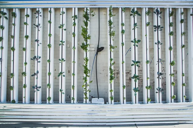 Image: BrightAgrotech, Hydroponics Green Wall, Pixabay, Pixabay Licence