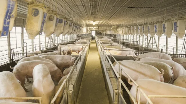 Image: Mark Stebnicki, Groups of pigs in pigpens, Pexels, Pexels Licence