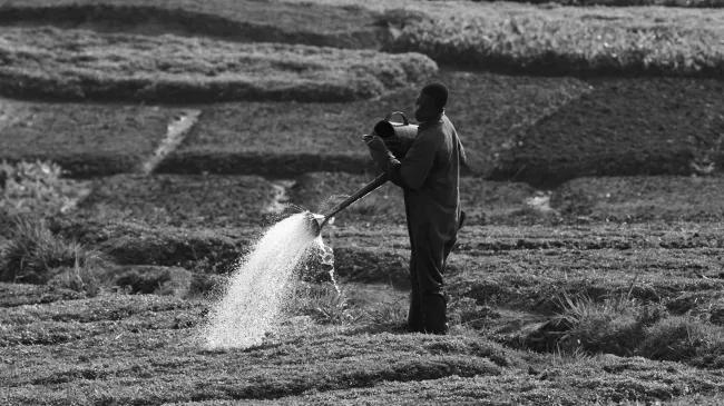 A man waters crops with a watering can with a patchwork of fields behind.