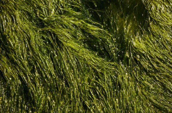 Green algae in water. Photo by Laker via Pexels.